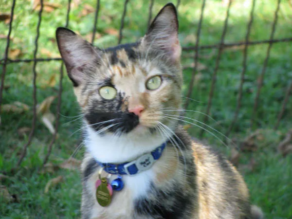 Just For Cats Feline Exclusive Veterinary Hospital: Andrea H. Lerner VMD 12