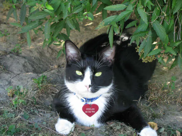 Just For Cats Feline Exclusive Veterinary Hospital: Andrea H. Lerner VMD 12