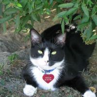 Just For Cats Feline Exclusive Veterinary Hospital: Andrea H. Lerner VMD ico