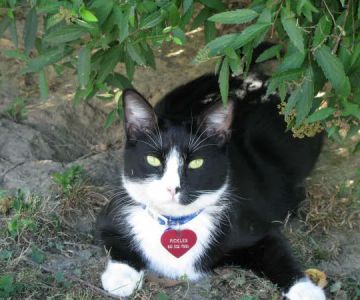 Just For Cats Feline Exclusive Veterinary Hospital: Andrea H. Lerner VMD