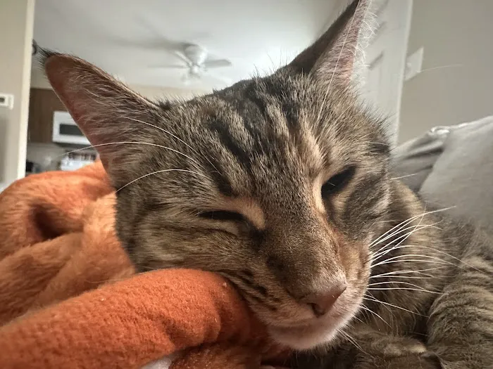 Just For Cats Feline Exclusive Veterinary Hospital: Andrea H. Lerner VMD 12