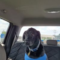 Colonial Animal Hospital ico