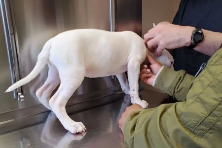Plymouth Animal Hospital