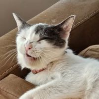 Banfield Pet Hospital ico
