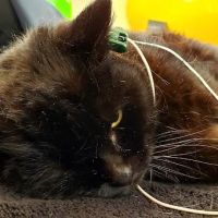 Chestnut Hill Veterinary Hospital ico