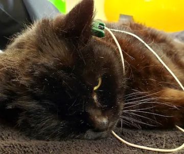 Chestnut Hill Veterinary Hospital
