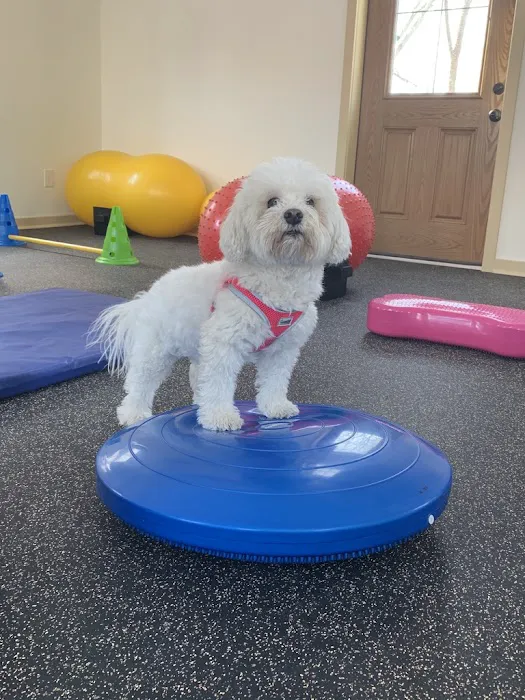 Chestnut Hill Veterinary Hospital 12