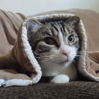 Montgomery Animal Hospital ico