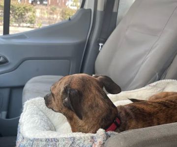 Bridgeport Veterinary Hospital Pet Resort & Spa