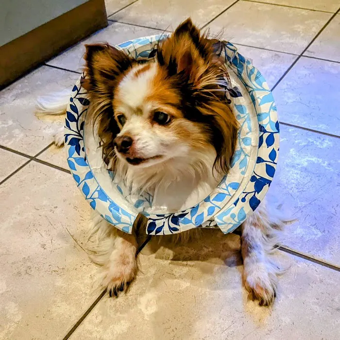 Creature Comforts Veterinary Hospital 10