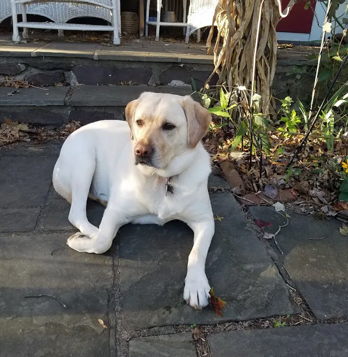 Ambler Veterinary Clinic 12