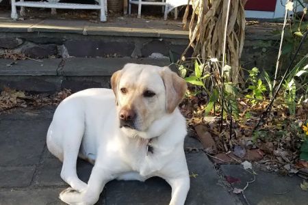 Ambler Veterinary Clinic