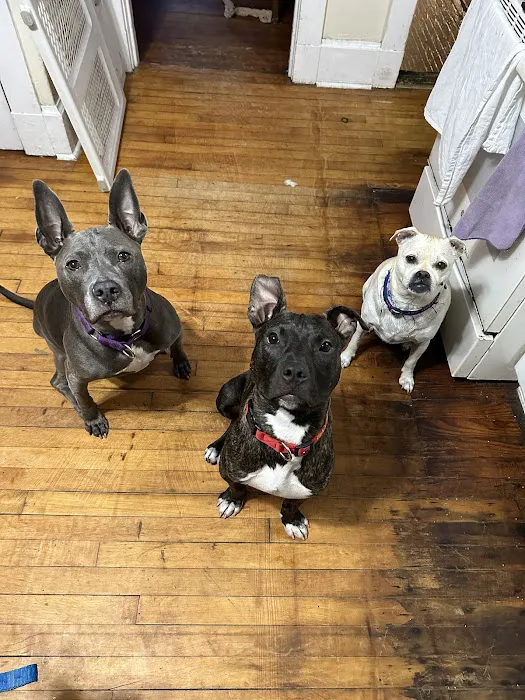 Ambler Veterinary Clinic 12