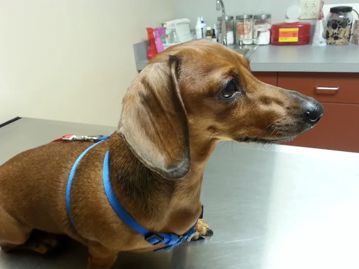 King of Prussia Veterinary Hospital 1