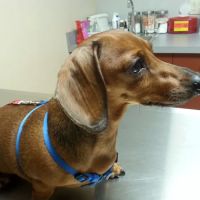 King of Prussia Veterinary Hospital ico