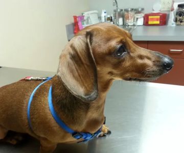 King of Prussia Veterinary Hospital