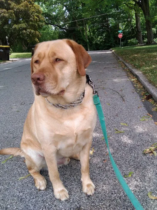 King of Prussia Veterinary Hospital 10