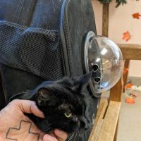 Blackwood Animal Hospital ico
