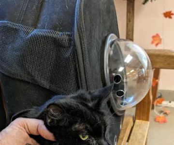 Blackwood Animal Hospital