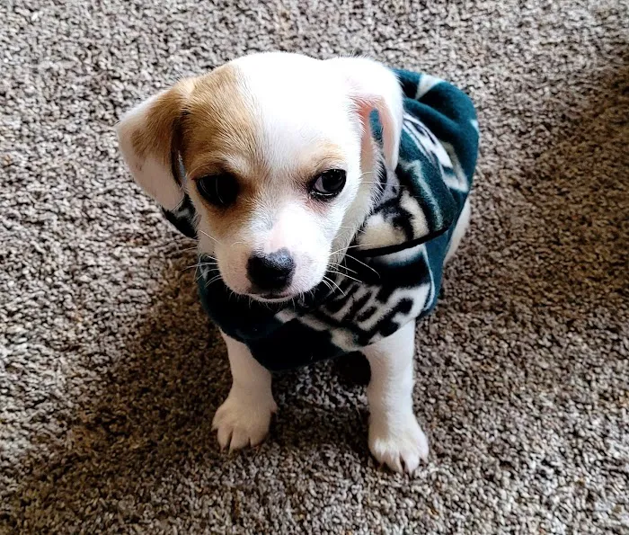 Banfield Pet Hospital 2