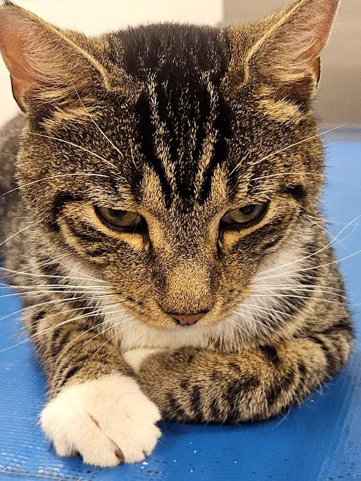 Boulevard Animal Hospital 1