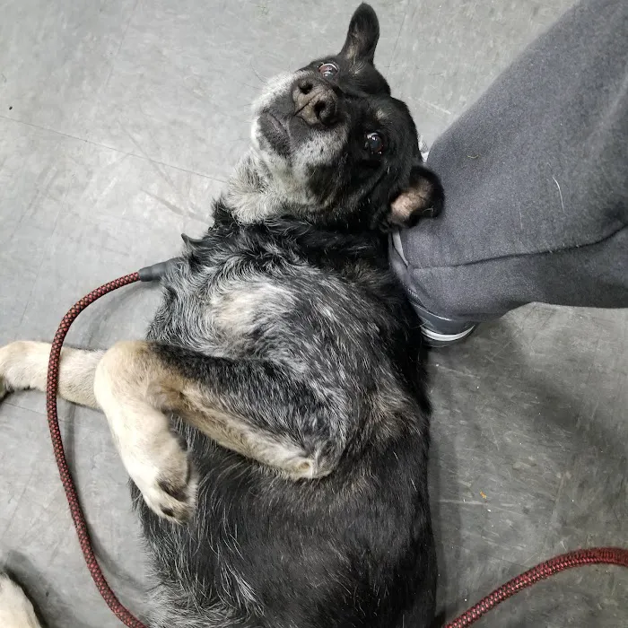 Boulevard Animal Hospital 6