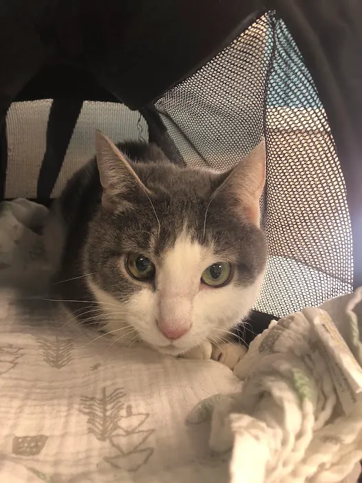 Boulevard Animal Hospital 8