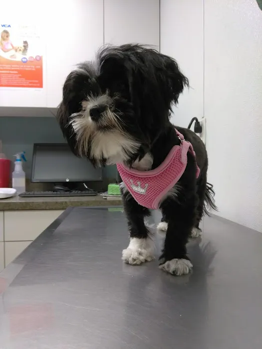 VCA Knightswood Animal Hospital 8