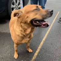 Compassion Veterinary Clinic ico