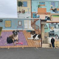 PAWS Northeast Spay/Neuter & Wellness Clinic ico