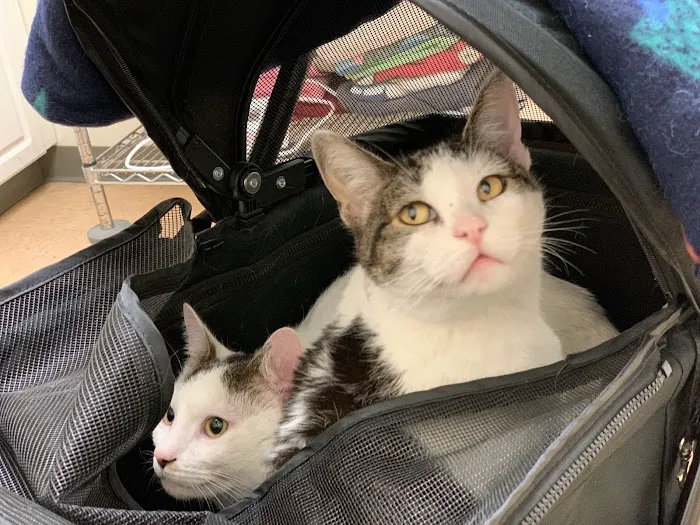 PAWS Northeast Spay/Neuter & Wellness Clinic 12