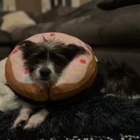 Emancipet ico