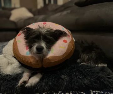 Emancipet