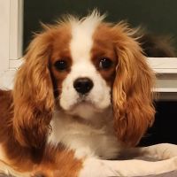 The Visiting Vet ico