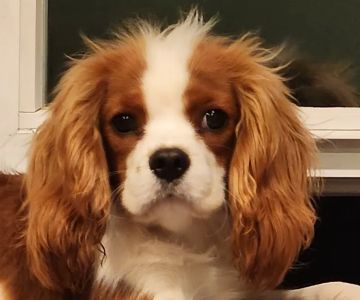 The Visiting Vet