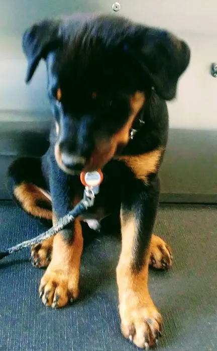 Bridgewater Veterinary Hospital 12