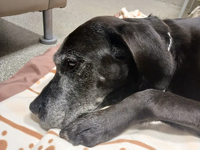 Veterinary Specialty & Emrgency Center: Chapman Peter DVM 5
