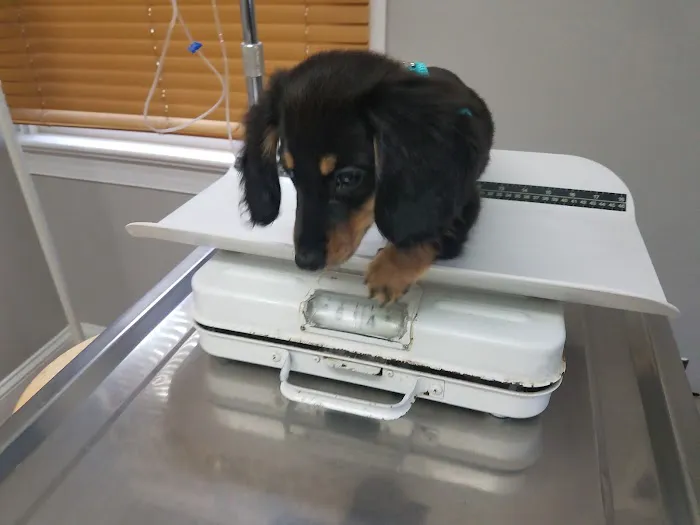 County Line Veterinary Hospital 3