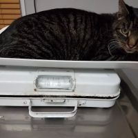 County Line Veterinary Hospital ico
