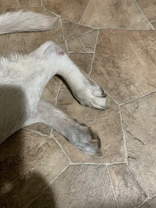 County Line Veterinary Hospital 9