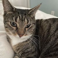 Cottman Animal Hospital ico