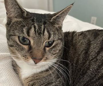 Cottman Animal Hospital