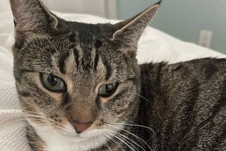 Cottman Animal Hospital