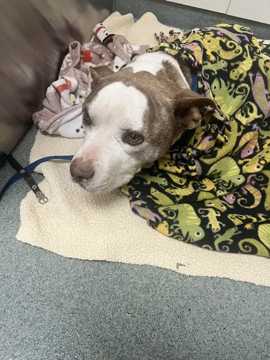 Cottman Animal Hospital 3
