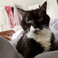 Woodbourne Veterinary Hospital ico