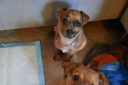 Good Shepherd Veterinary Services