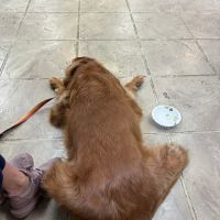 Sugar Grove Animal Hospital: Beisinger Richard DVM ico