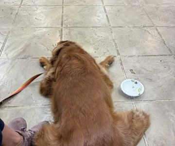 Sugar Grove Animal Hospital: Beisinger Richard DVM