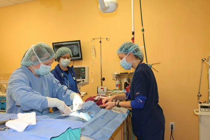 Angel Animal Hospital 5