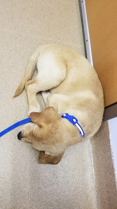Angel Animal Hospital 4